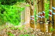 Giá cao su kỳ hạn tại Tokyo ngày 16/3 hồi phục từ mức thấp nhất gần 2 tuần